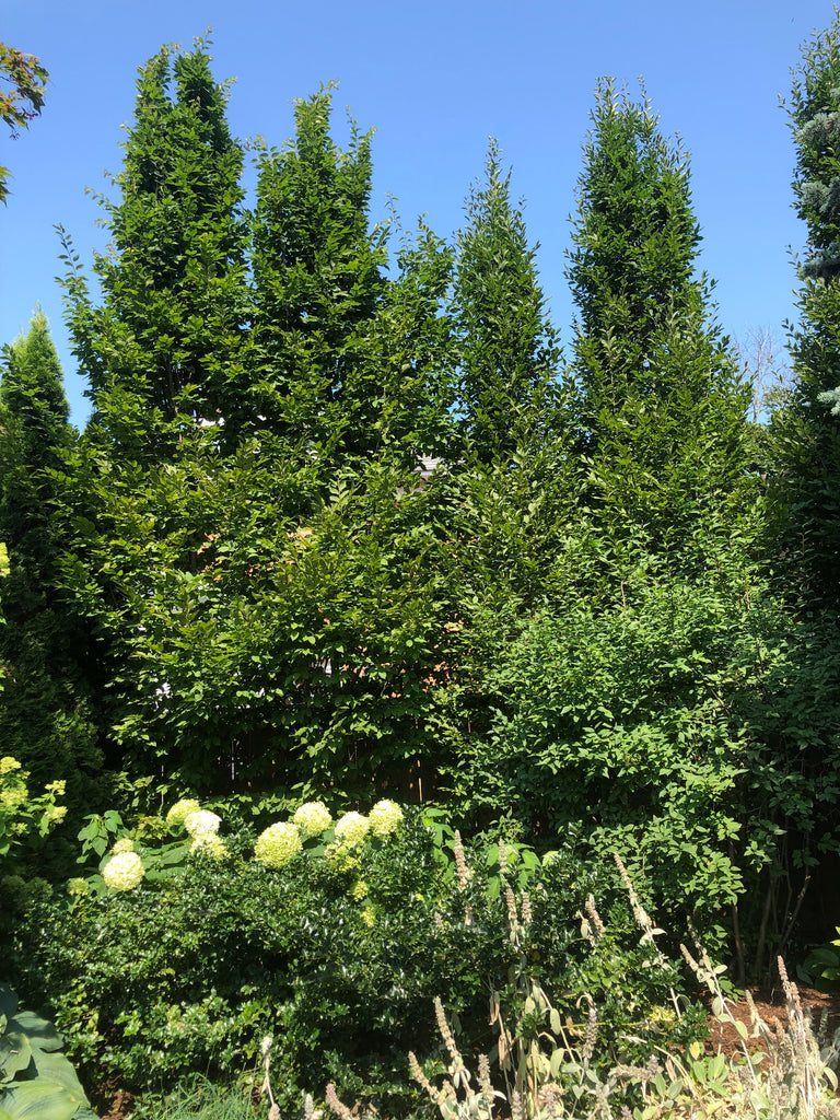 Picture of Hornbeam trees planted for privacy