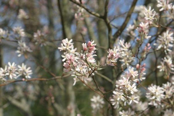 Robin Hill Serviceberry in bloom