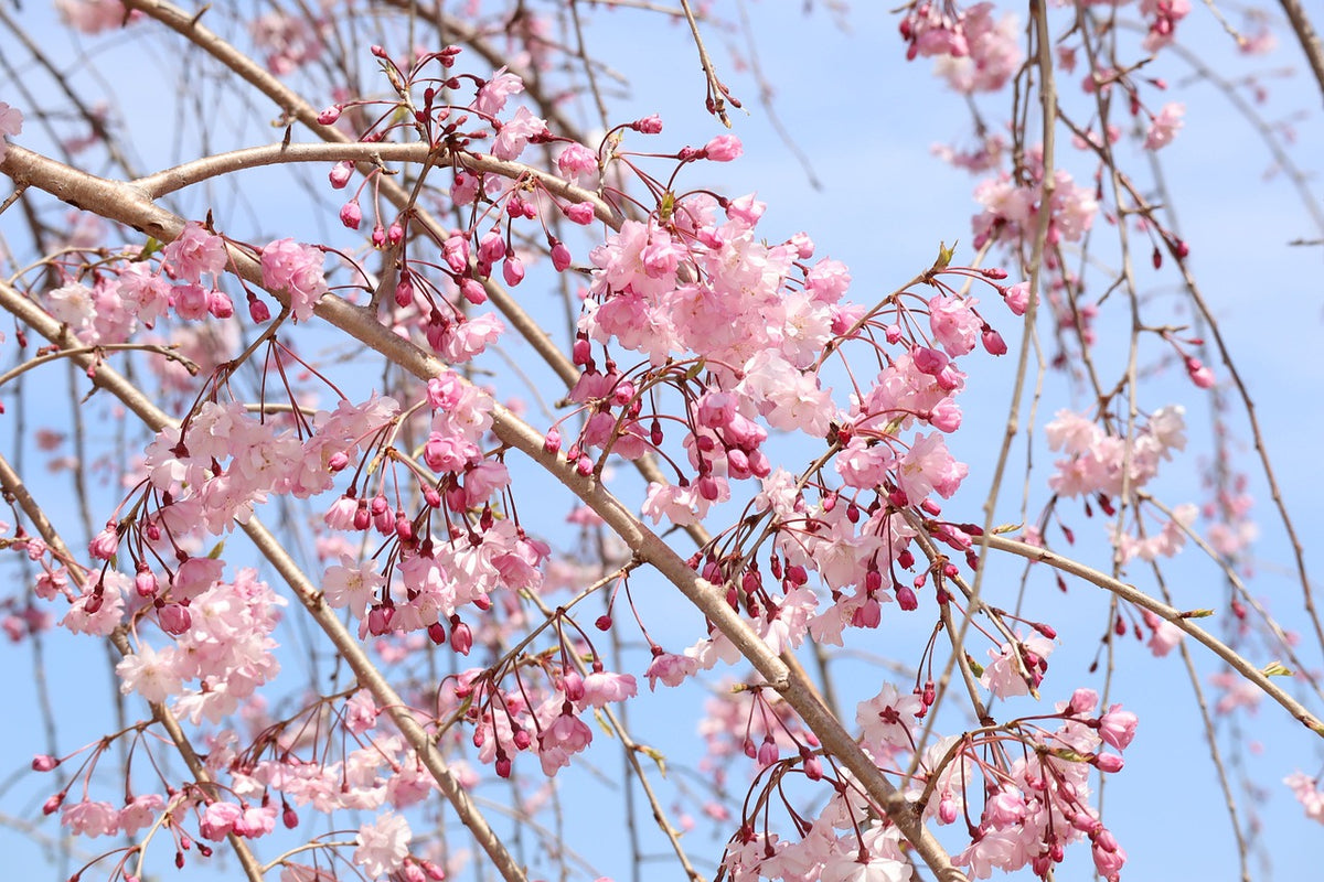 No22 .*・゜Cherryblossom・*. ピンクのフラワーガーランド IMG-0319_d6b2f980-e050-48fd-