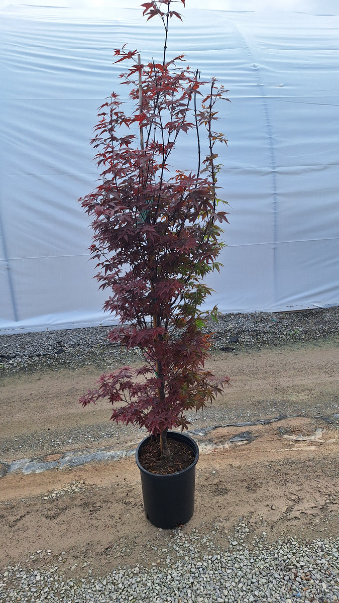 Twombly's Red Sentinel Japanese Maple – Emily Cooper Gardening