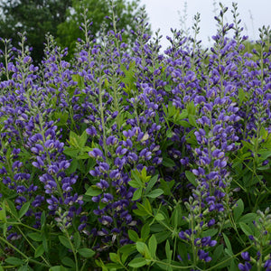 Picture of Baptisia 'Blueberry Sundae' in bloom.