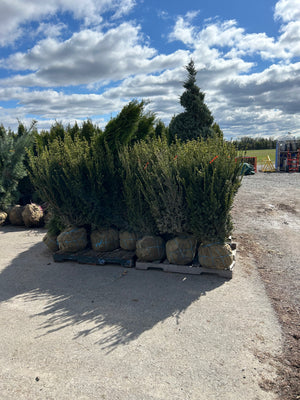 Hill's Yew