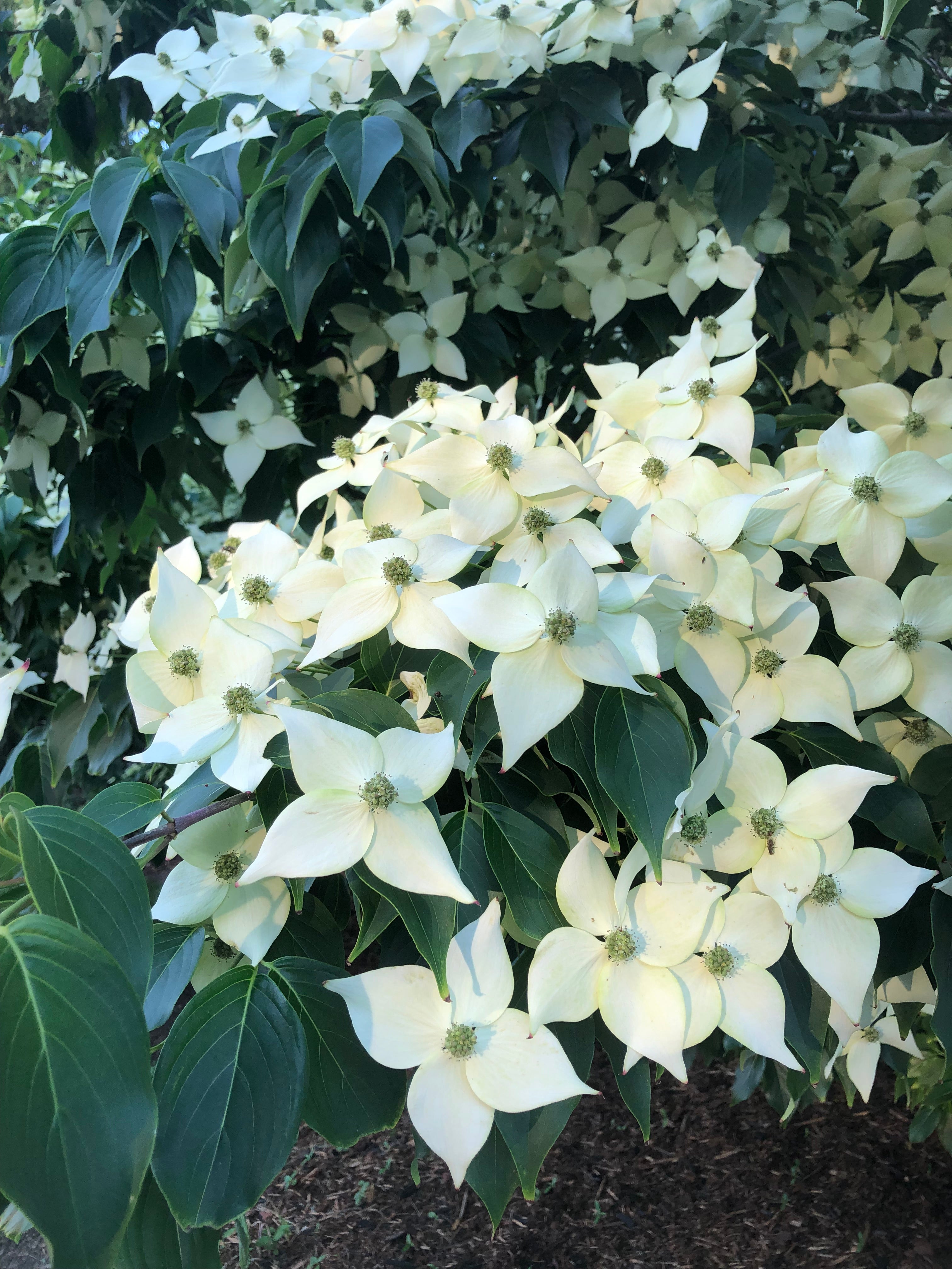 Cornus kousa, white flowering dogwood