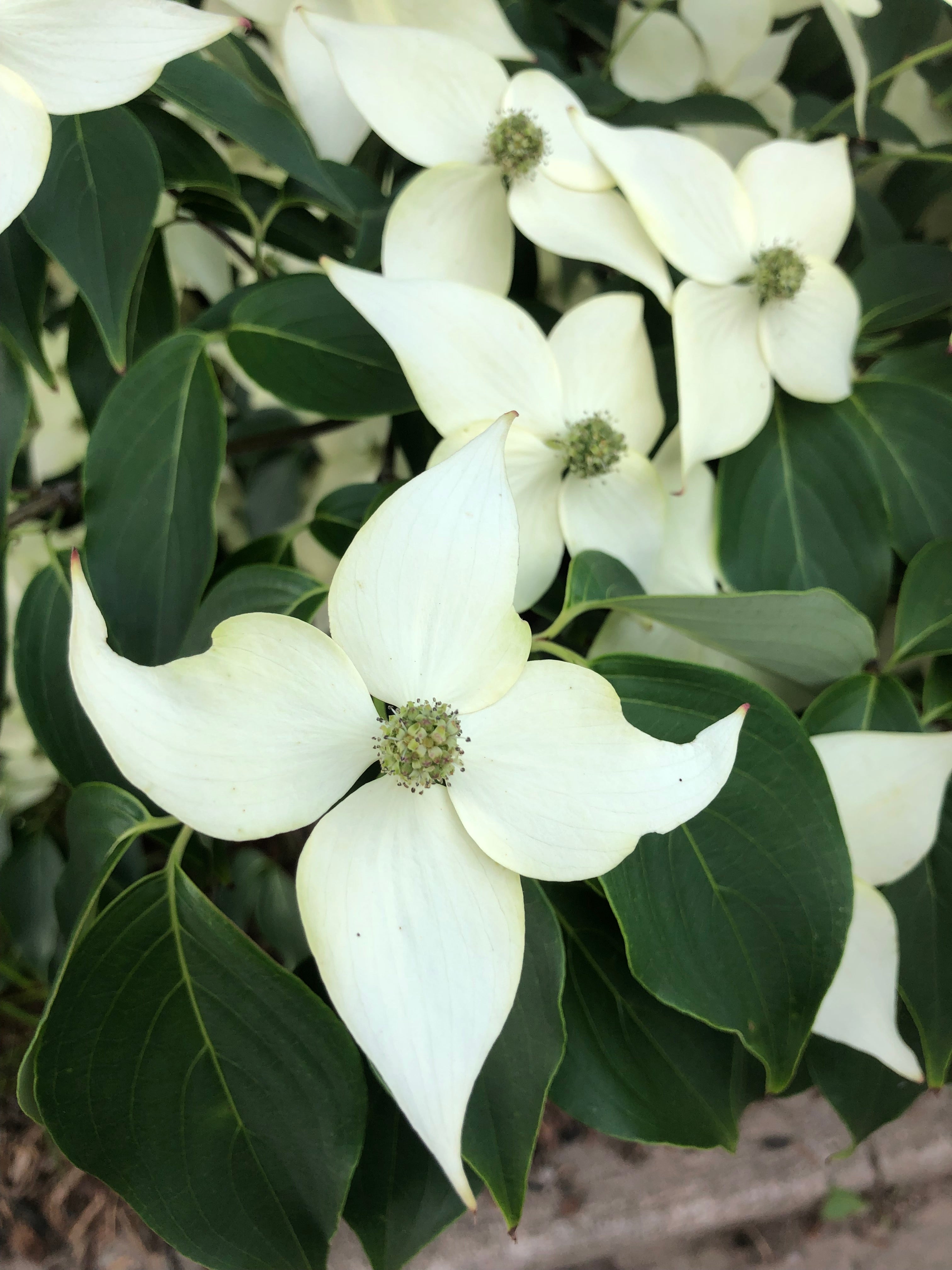 White flowering dogwood
