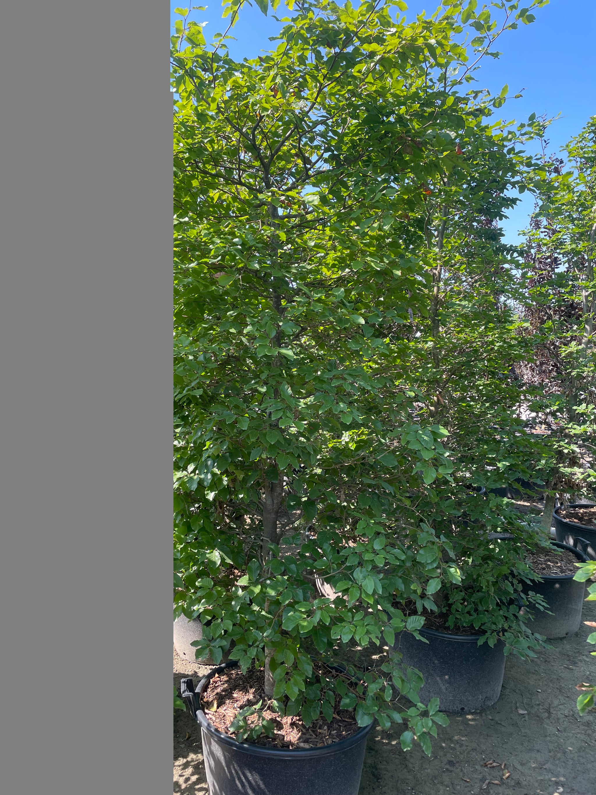 European Beech Hedging Tree