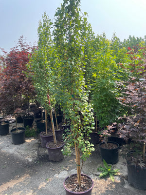 Open image in slideshow, Parkland Pillar Birch
