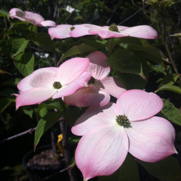 Stellar Pink Dogwood Tree | Delicate Pink Flowering Disease