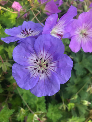 Geranium Azure Rush flower.