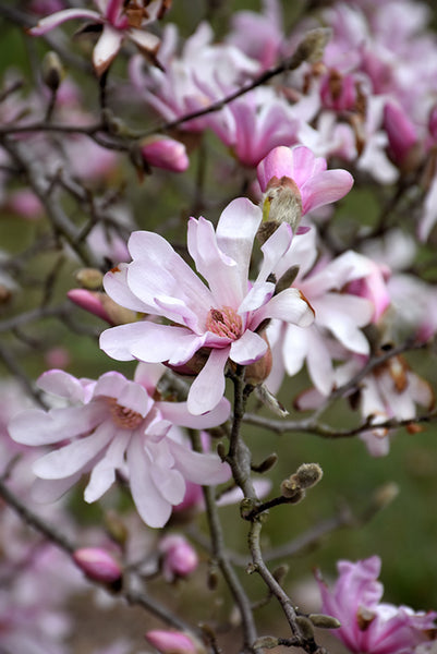 Magnolia Leonard Messel | Pink-Flowering Ornamental Tree Canada