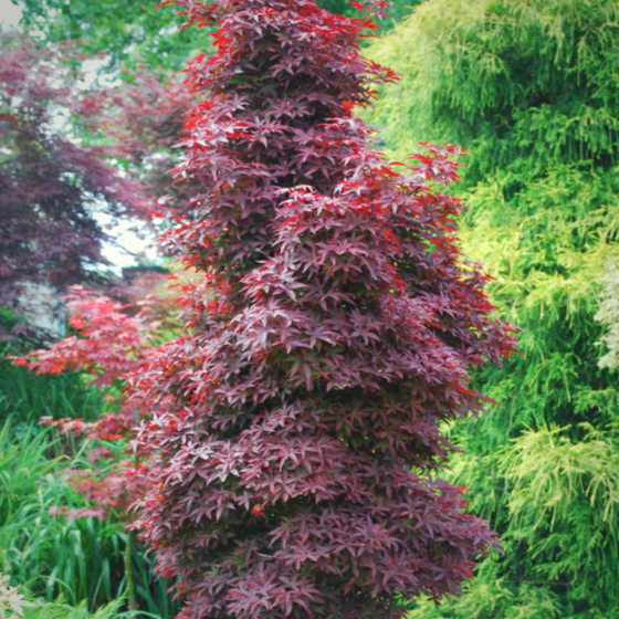 Twombly's Red Sentinel Japanese Maple | Narrow Upright Red-Leaf Twombly's Red Sentinel Japanese Maple | Narrow Upright Red-Leaf