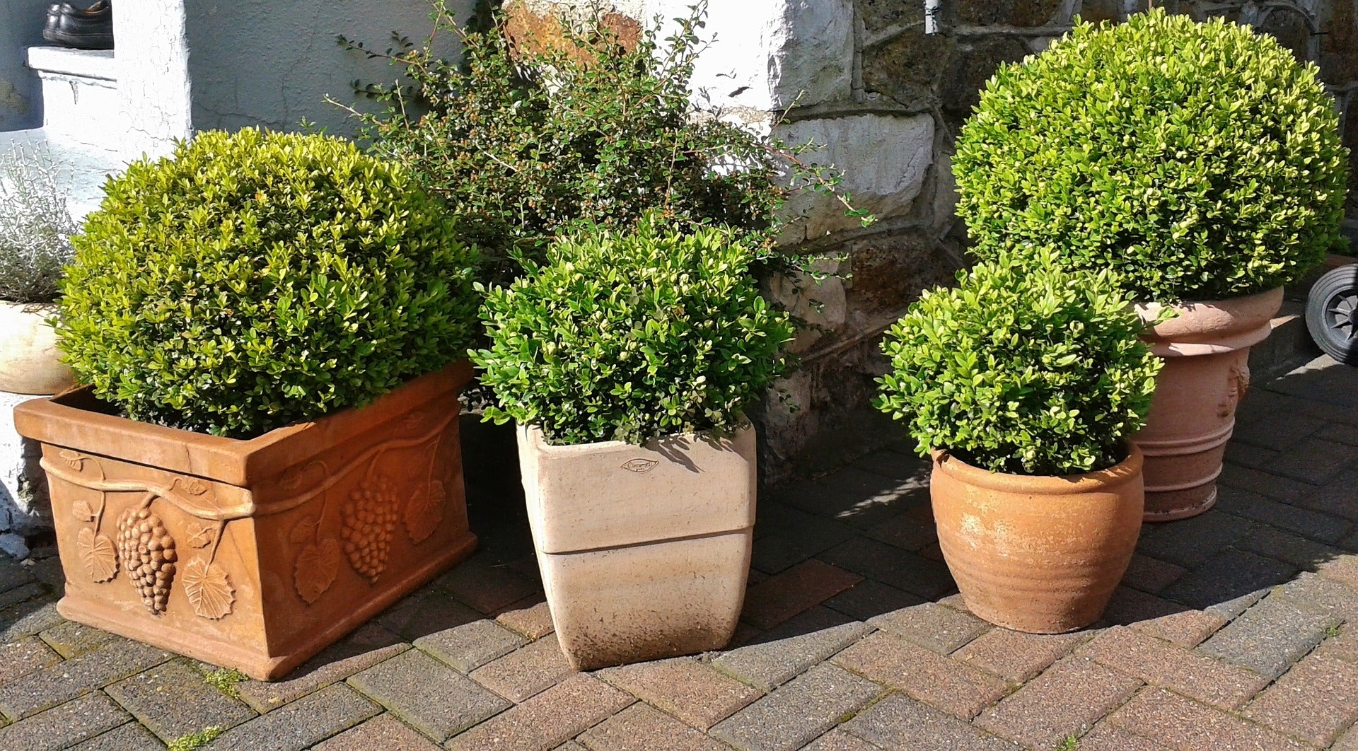 Green Velvet Boxwood used in containers