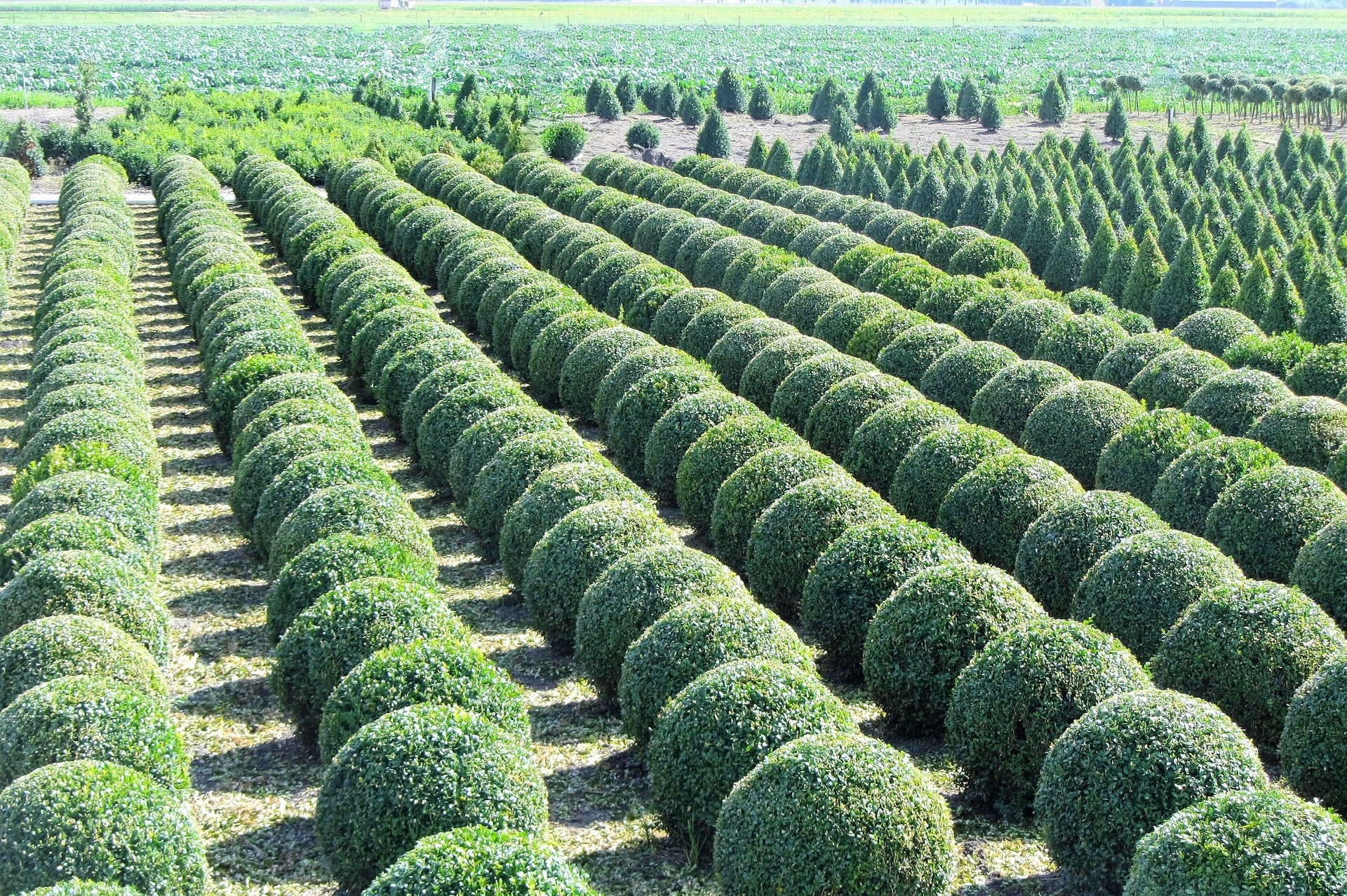 Field of Boxwood ready for your garden