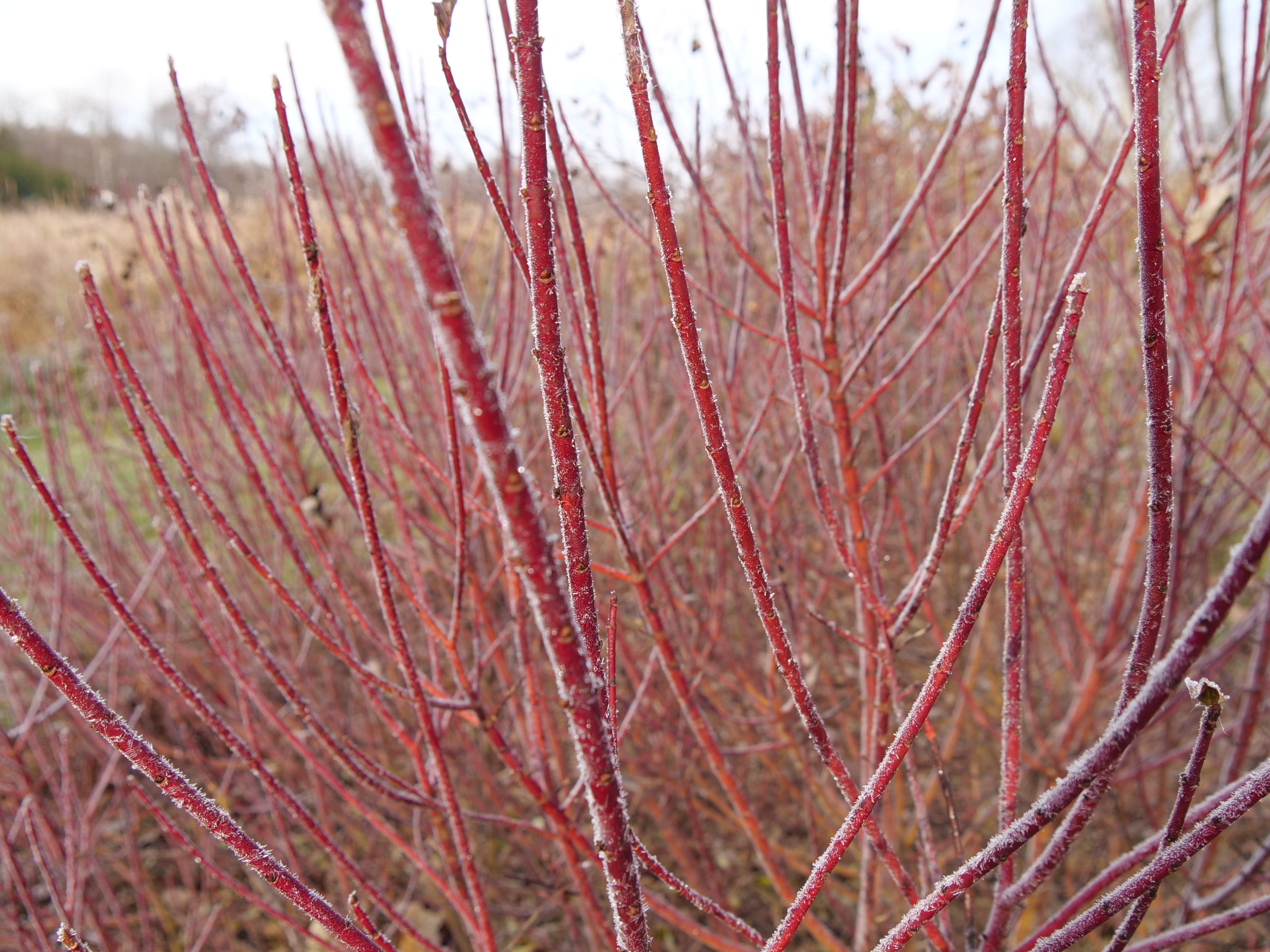 Picture of red twig dogwood in the winter.