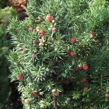 Picture of hicks yew showing berries
