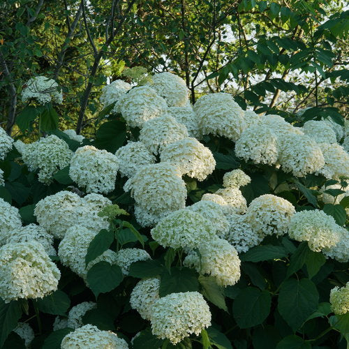 Picture of Incrediball Hydrangea in the garden.
