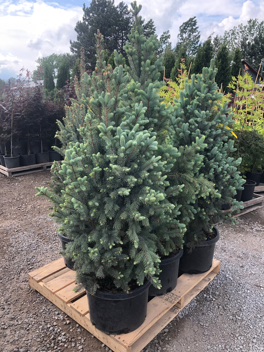 Columnar Blue Spruce Emily Cooper Gardening
