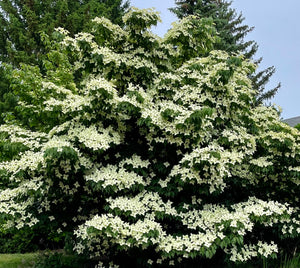 chinese flowering dogwood