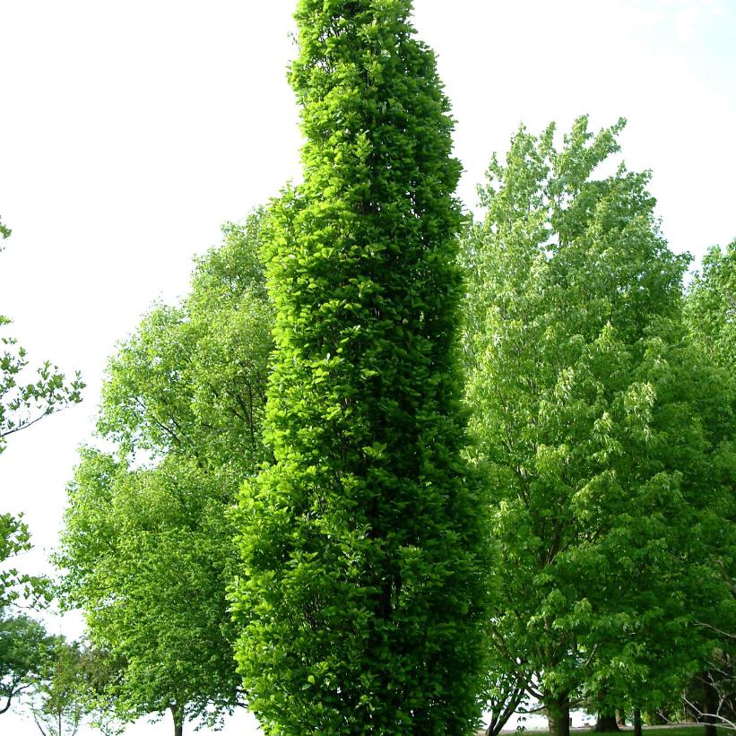 Kindred Spirit Columnar Oak – Emily Cooper Gardening