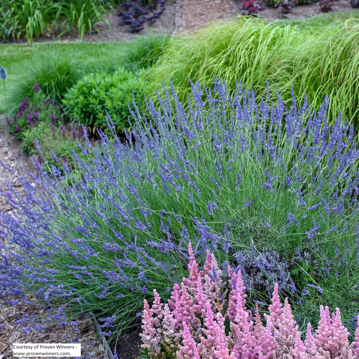 lavender plants canada Lavender Plants Canada
