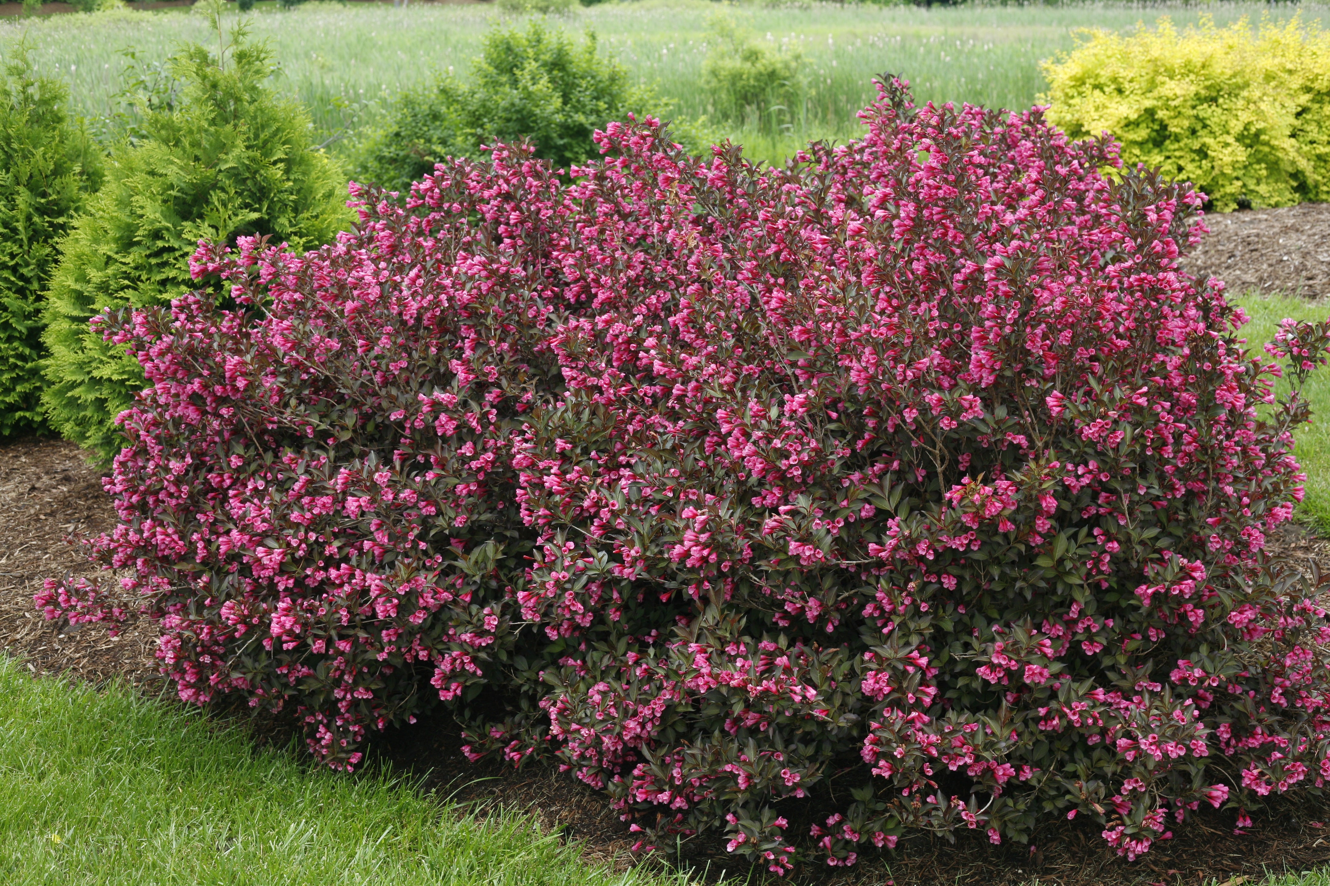Picture of two wine and roses weigela in garden.